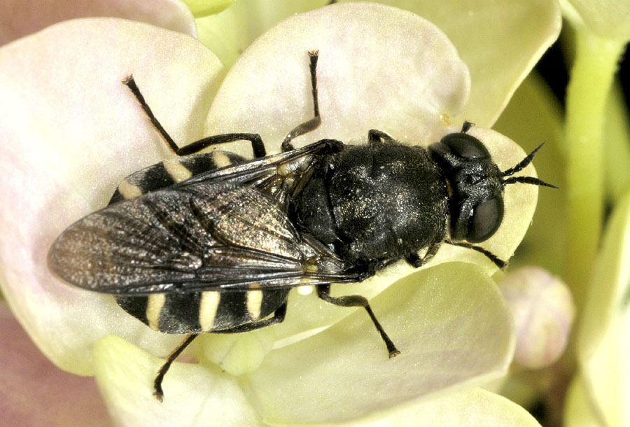 Stratiomyidae da id.: forse Odontomyia sp.